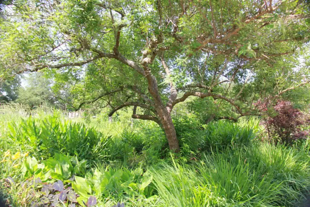 example of a feature tree with layering of plants beneath it