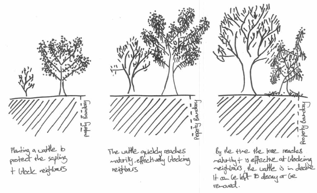 DIY landscaping ideas screening trees