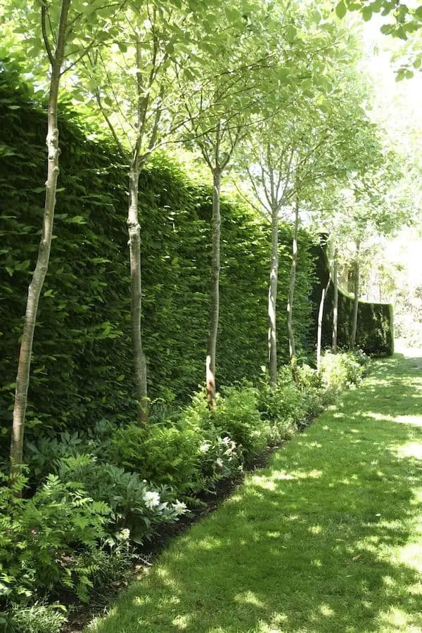 side of house landscaping ideas hedge trees and ferns