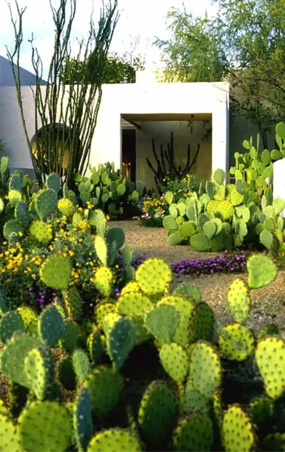 side of house landscaping ideas cacti garden