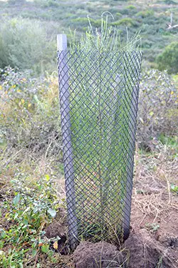 tree guard to keep rabbits out of garden